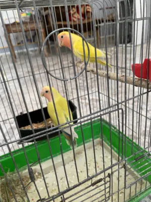 جوزين روز للبيع او للبدل