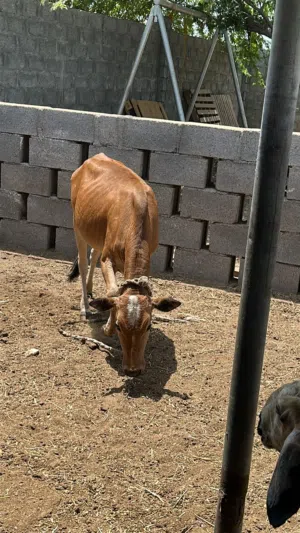 عجاله للبيع عمانيات
