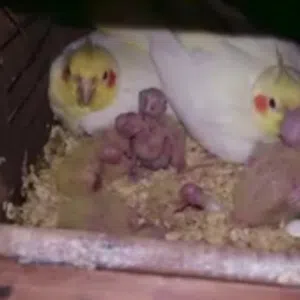 ابو شاهين 