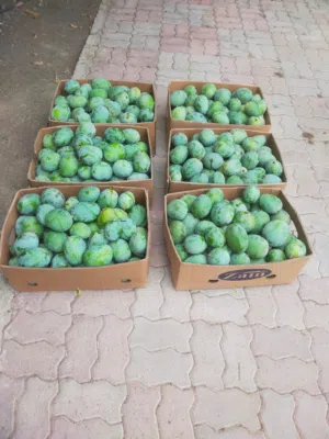 حدال حامض (امبا غض )