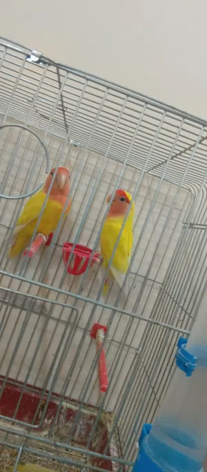 جوز روز شغل ميه الميه