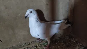 زوز كوبيات زاجل مدحيات