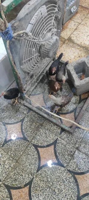 فروجات كويتيات امهن عدها لحيه والاب شوكي كويتي