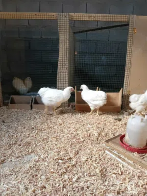 دجاج بلايموث تروكالله يبارك ماشاء الله يبارك ماشاء الله يبارك ماشاء الله يبارك ماشاء الله يبارك ماشا