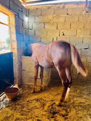 فلوة شقراء