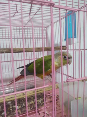 كنيور +كوكتيل زوج