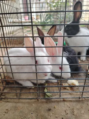 Rabbits0