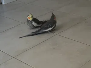Cockatiel pair - female and male