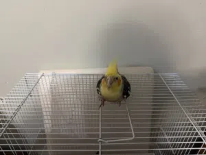 He’s cute and small but still eats seeds .