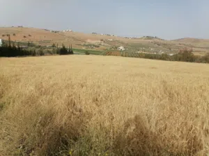 شعير بلدي للبيع