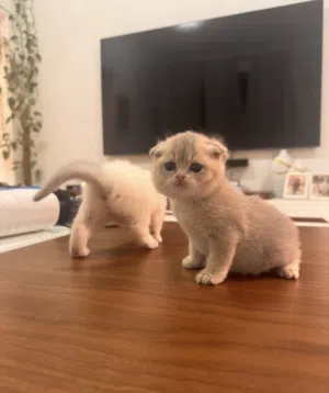 Adorable Scottish Fold Kittens Available