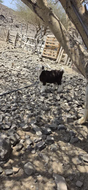جدي سمين للبيع