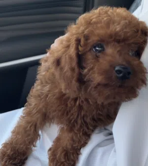 Toy Poodle Puppy