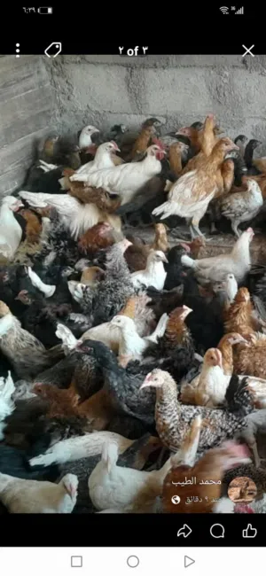 جاج بلدي ولوهمن وفرح ذيبه ومفتل