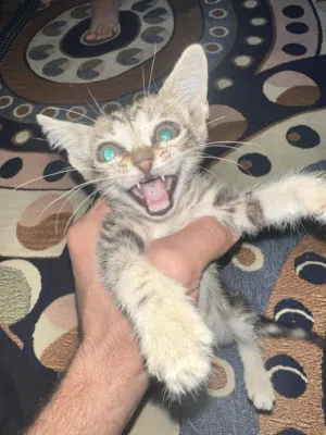 بزونه مال عرب للبيع