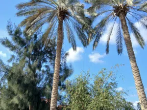 مزارع للبيع في مصر طريق مصر اسكندريه الصحراوي