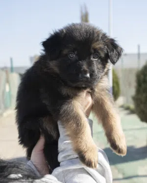 جـــــــــرو جــــــــيرمن شيبرد شولايـــــــــن مميز لعشّاق القوة والوفاء جرو يتمتع ببنية قوية وذ