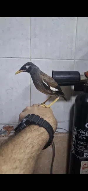 مينا اليف هدد فالبيت