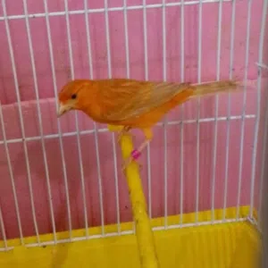 King Bird 