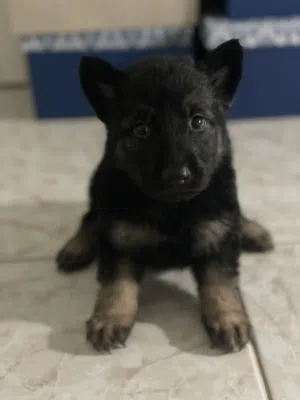 Cute puppy German 1 month and a half