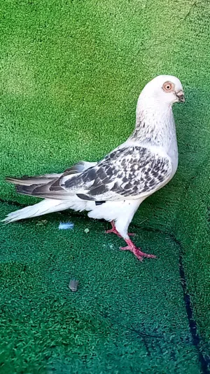 بسم الله ماشاء الله