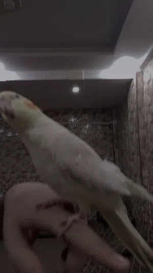 طير كوكتيل اليف ذكر عمره7 شهور اليف جدا عضته ما تاذي ابدا بطلع عل ايد وكتف ول راس وبغرد ويغني كوكي