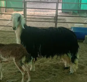 كبش نجدي راهي ما شاء الله