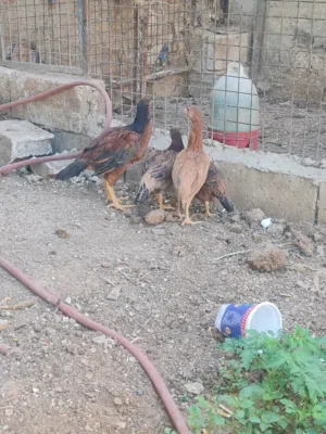 فراخ بكستاني