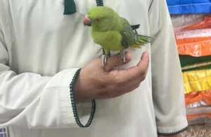 ببغا دره اليف بعمر صغير