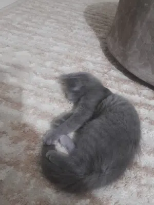 قطة بيتية رائعة