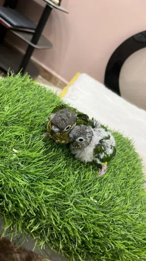 ببغاء جرين شبك