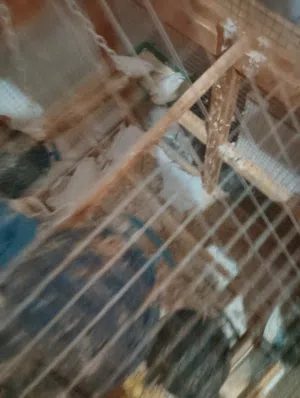 جواز حب مع جواز جنه