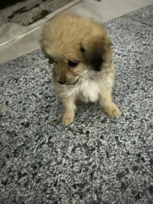 نوع بودل البوا بكنوا الكلب بصحه جيده
