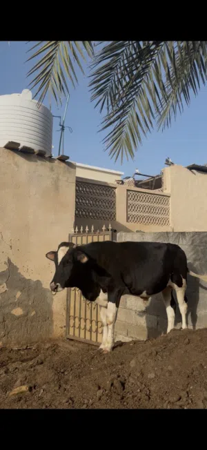 عجل نمساوي ذخيرة العمر سنة تقريبا