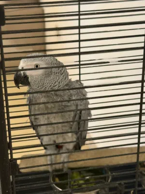 African gray parrot