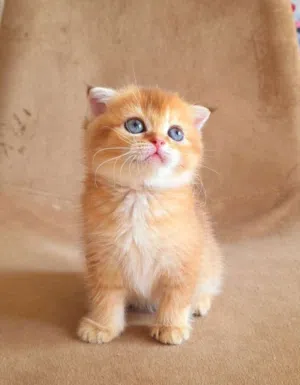 Pure Golden British Shorthair Ny12