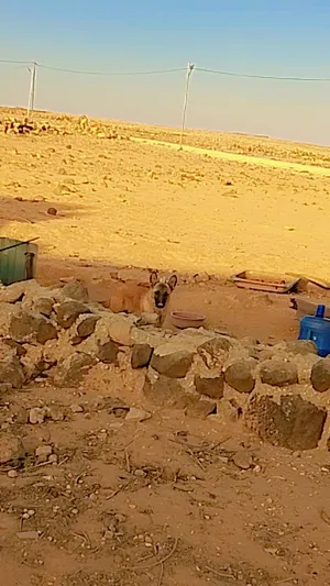 ‏جيرمن‏3