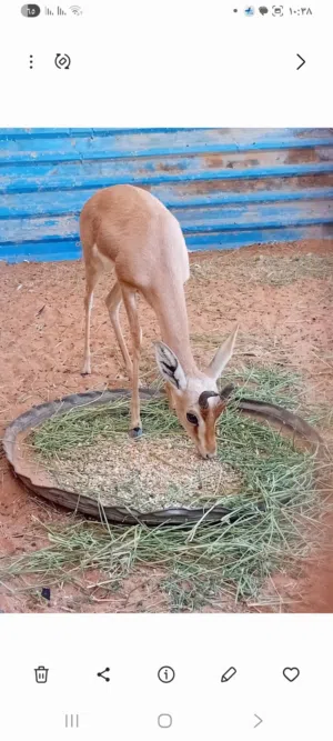 جدي غزال للبي
