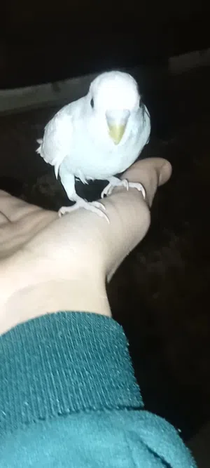 سلام عليكم متوفر زوز ادكوره بقلينو امروضات ترويض دخلي فيديو خش خاص