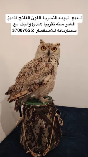 للبيع بومه نسرية