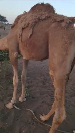قعود للبيع