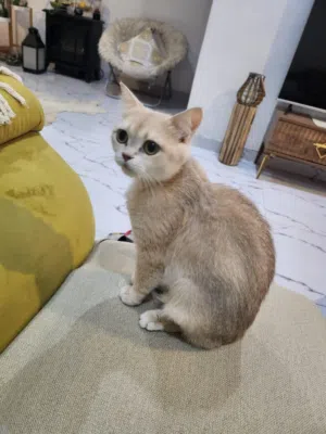 للتبني قطه جميله سكوتش شورت هير
