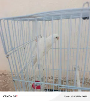 دكر بركديلو