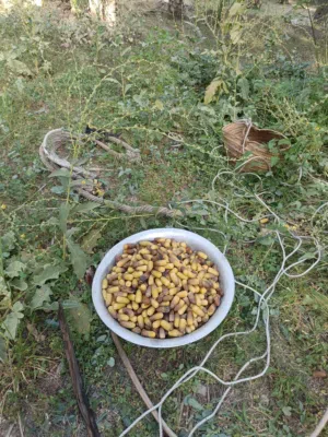 رطب نغال  عالي الجودة