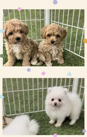 pomeranian puppy and Teddy Bear puppy