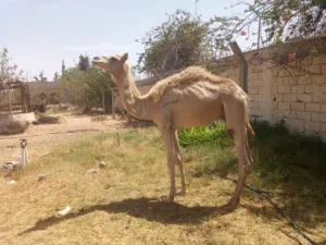 حوار صغير الله ايبارك