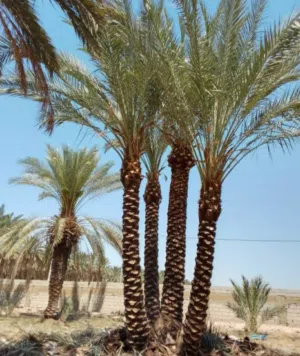 نخيل مثمر جميع الارتفاعات