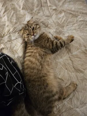 Cat Scottish fold (8-9)months female