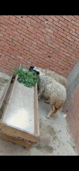 بسم الله الرحمن الرحيم الخميس 15/1/2026 متاح دكرونتايه خروف وبدريه  أعمار7شهور تربيه بيتي ع العلف وا