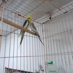 كوكتيلات للبيع اقرة الوصف